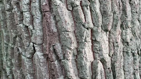 Close-up of Textured Rough Tree Bark Surface Stockbeeldmateriaal 336340938