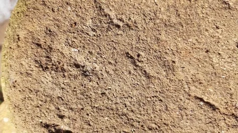 Close up of a textured sandstone rock surface in warm sunlight outdoors Video stock 321055907