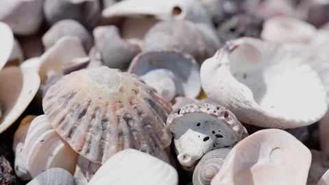 Close-up, textured shell patterns, costal environment, marine insects Stock Footage 312422982