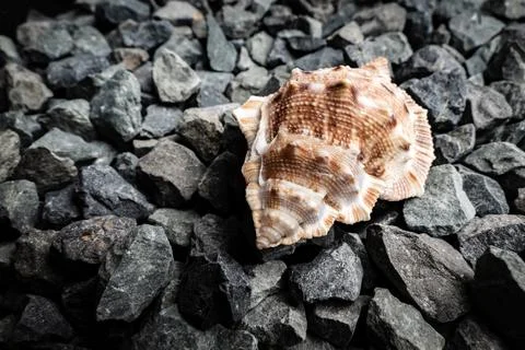 Close-up of a textured shell resting on dark, rocky ground in a natural setting Stock Photos