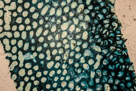 Close-up of textured surface featuring intricate patterns and vibrant color.. Foto stock
