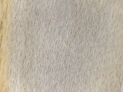 Close-up of textured surface with fine parallel lines 스톡 사진