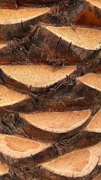 Close-up textured surface of a palm tree trunk showing rough bark patterns and Stock Photos