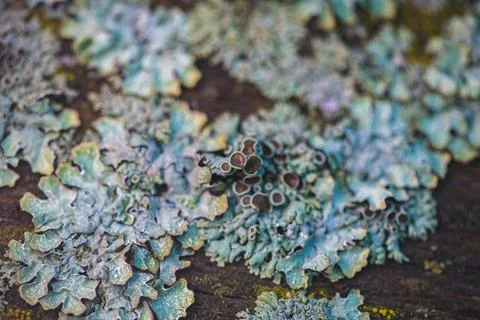 A close-up of the textured surface of a tree covered in common lichen, showin Stock Photos