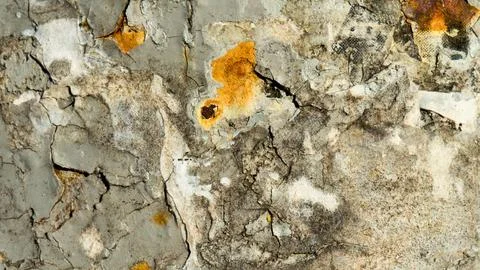 Close up of textured tree bark with amber sap droplets Stock Photos