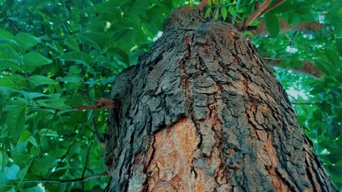 Close-Up of Textured Tree Bark and Green Leaves Stock Footage 341718914