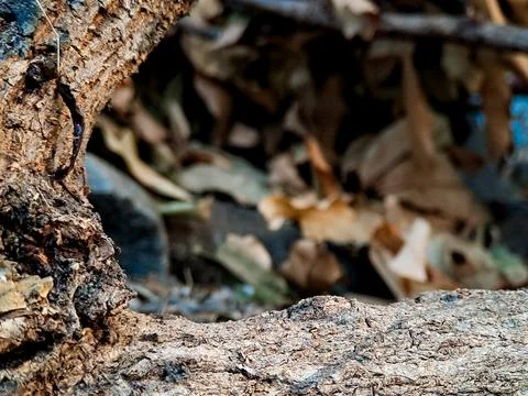 Close up of textured tree bark and hollow opening with blurred forest backg.. Stock Photos