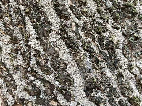 Close Up Textured Tree Bark Background. Rough Natural Wood Pattern Backdrop Stock Photos