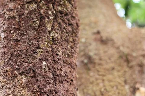 Close-up of textured tree bark with blurred grain field Stock Photos