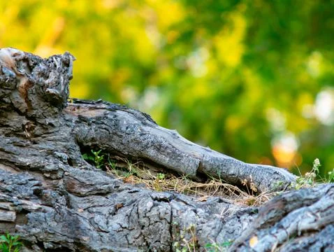 Close-up of Textured Tree Bark Burl with Green Bokeh Background Foto stock