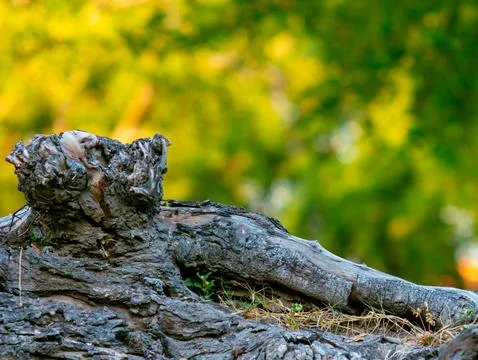 Close-up of Textured Tree Bark Burl with Green Bokeh Background Foto stock