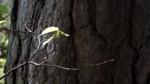 Close-up of textured tree bark with delicate budding branches Stock Footage 304838029