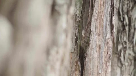 Close up of textured tree bark in a dense forest environment Stock Footage 341941365
