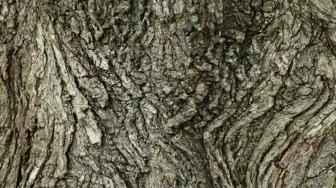 Close-up of textured tree bark Stock Footage 38823228