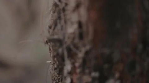 Close-Up of Textured Tree Bark with Intricate Natural Patterns and Muted Co.. Stock Footage 303340236