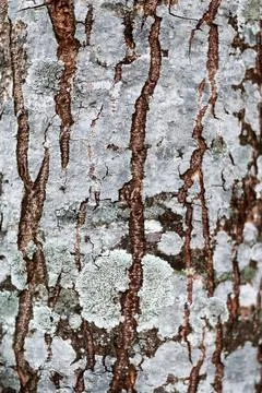 Close-up of textured tree bark with lichen Foto stock