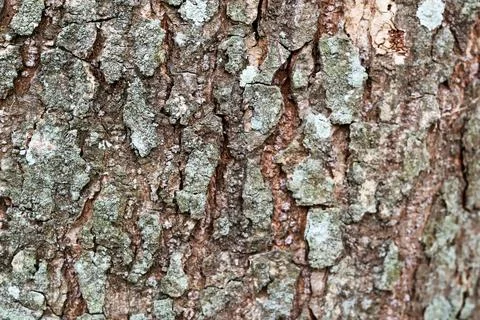 Close-up of Textured Tree Bark with Lichen Foto stock