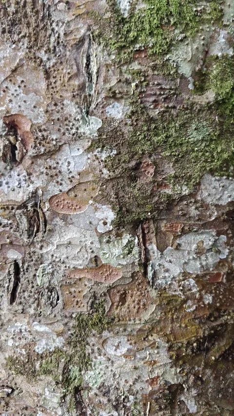 Close up of textured tree bark with moss and lichen Stock Footage 339269753