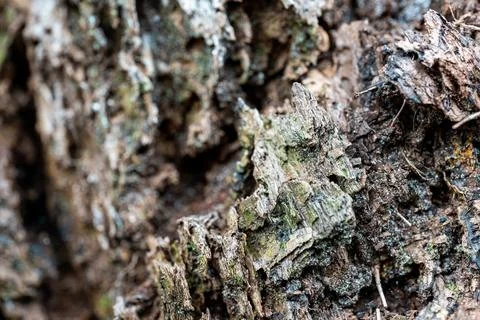 Close-Up of Textured Tree Bark with Moss and Lichen Stock Photos