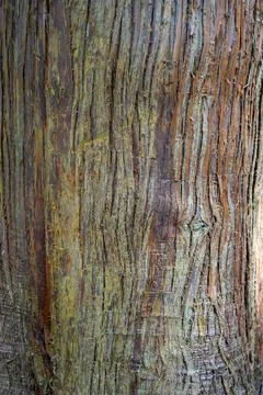 Close up of textured tree bark 库存照片
