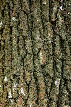 Close-Up of Textured Tree Bark Stock Photos