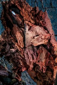 Close-Up of Textured Tree Bark Stock Photos