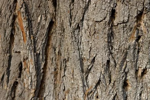 Close-up of textured tree bark Stock Photos