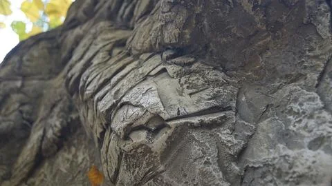 Close-up of Textured Tree Bark Stock Photos