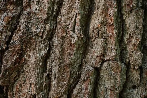 Close-up of textured tree bark Stock-Fotos