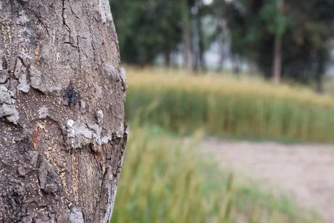 Close-up of Textured Tree Bark Stock Photos