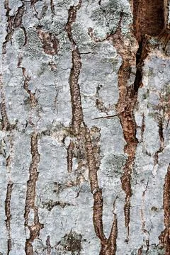 Close-up of textured tree bark Stock Photos