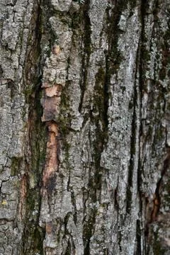 Close-up of textured tree bark Stock Photos