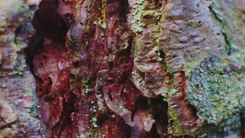 Close-up of textured tree bark showing lichen growth in forest Video stock 342709925