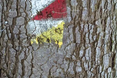 A close-up of a textured tree bark showing a colorful painted marking in red, 库存照片
