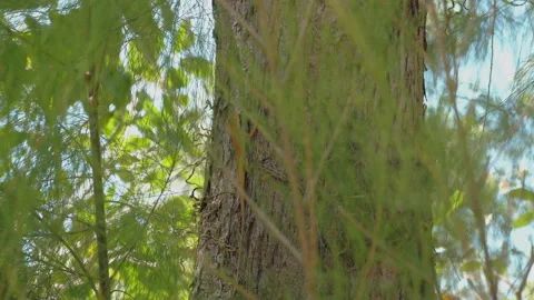 Close-up of textured tree bark with soft-focus green leaves in Stock-Footage 272476169