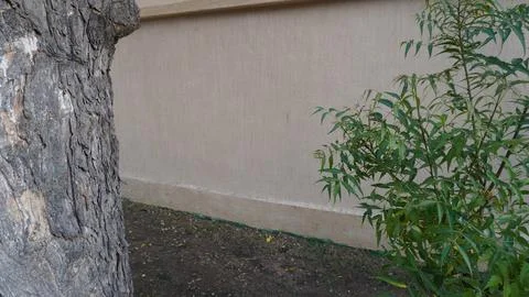 Close Up of a Textured Tree Trunk and Green Bush by Concrete Wall Stock Photos
