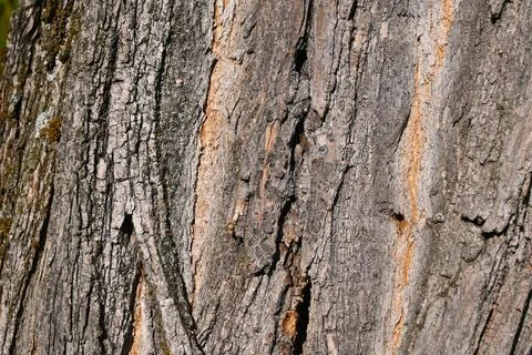 Close-up of textured tree trunk bark Stock Photos