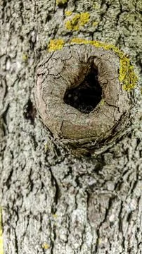 Close-up of a textured tree trunk with a hollow knot and yellow lichen growth Stock Photos