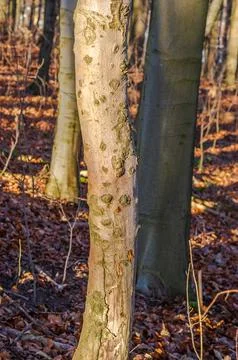 Close-up of a textured tree trunk in a sunlit forest during autumn with fal.. Stock Photos