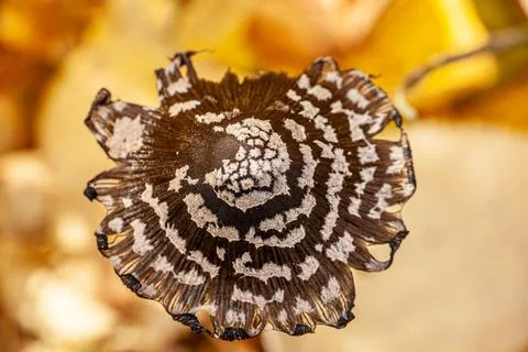 Close up of textured tree trunk surface with black grey off white hues, adorned Stock Photos