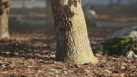 A close up of a textured tree trunk surrounded by autumn leaves in a park Ilustração Stock