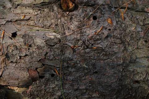Close-up textured view of dark brown tree bark Stockfoto's