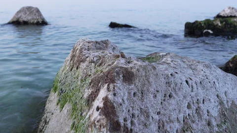 Close up of textured white rock with green algae in calm Adriatic Sea Porto Stock Footage 336806499