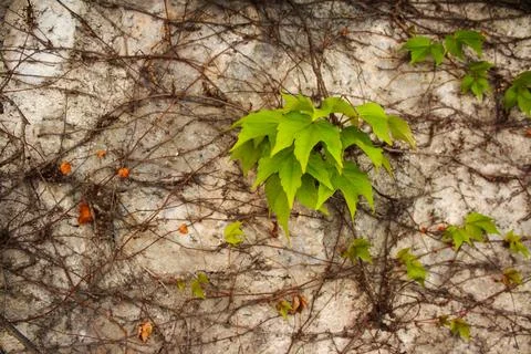 A close-up of a textured white wall Stock Photos