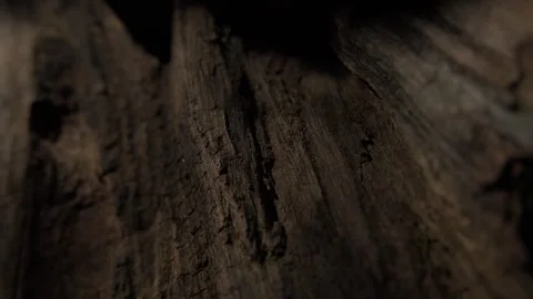 Close-Up of Textured Wooden Surface. Stock Footage 287380286
