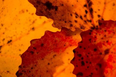 Close up textures of autumn leaves Stock Photos