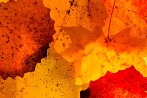 Close up textures of autumn leaves Stock Photos