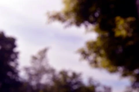 Close up Textures blurred treeline set background Фото