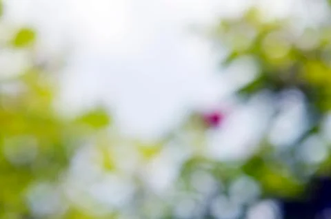 Close up Textures blurred treeline set background Stock Photos