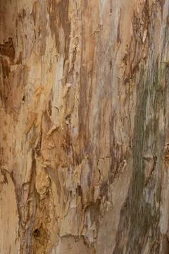 Close up textures of peeling bark of eucalyptus gum tree Stock Photos